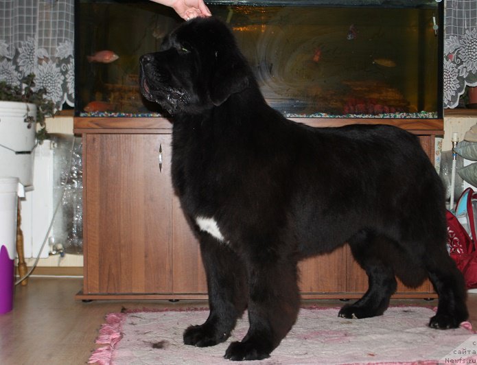 Фото: ньюфаундленд Super Bizon Liliman (Супер Бизон Лилимэн)