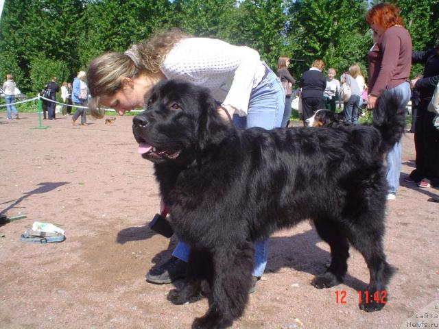 Фото: YUliya Naumova (Юлия Наумова), ньюфаундленд Drive Me Crazy of Apachee's Home