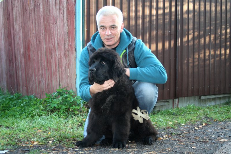 Фото: ньюфаундленд Chernaya Mafia Shot in the Dark (Черная Мафия Шот ин тхе Дарк)