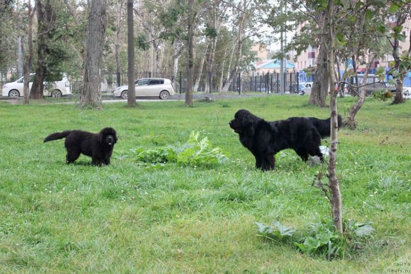 Фото: ньюфаундленд Chernaya Mafia She is a Lady (Черная Мафия Ше ис а Ладу)