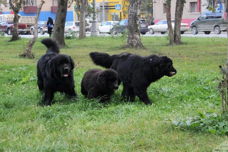 Фото: ньюфаундленд Chernaya Mafia She is a Lady (Черная Мафия Ше ис а Ладу)