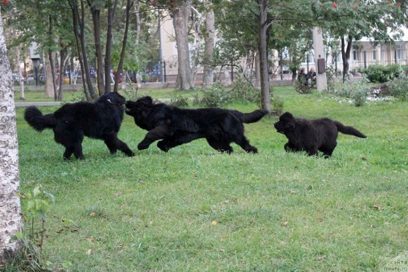 Фото: ньюфаундленд Chernaya Mafia She is a Lady (Черная Мафия Ше ис а Ладу)