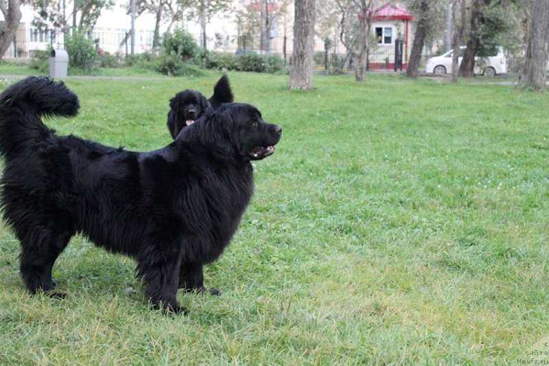 Фото: ньюфаундленд Donats Prayd Betti Tetcher (Донатс Прайд Бетти Тетчер)