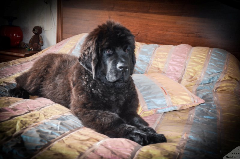 Фотография № 164588