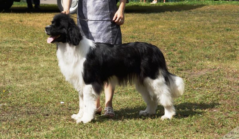 Фото: ньюфаундленд CHuvstvo Stilya ot Sibirskogo Medvedya (Чувство Стиля от Сибирского Медведя)