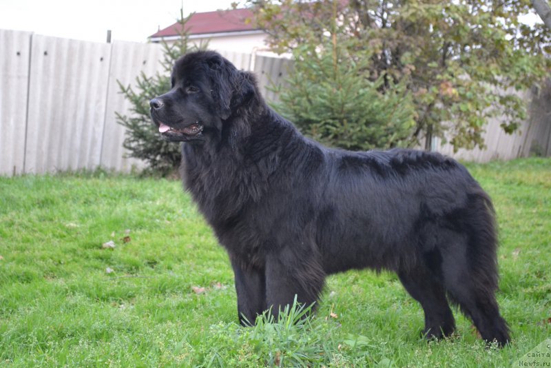 Фото: ньюфаундленд Talisman Morya Magiya Voln (Талисман Моря Магия Волн)