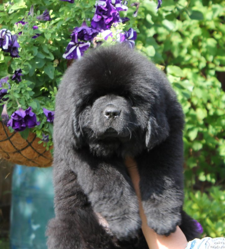 Фото: ньюфаундленд Akvatoriya Kelvin Artistka (Акватория Келвин Артистка)