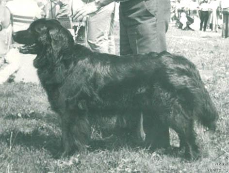 Фото: ньюфаундленд Odil' Juan'i (Одиль Жуаньи)