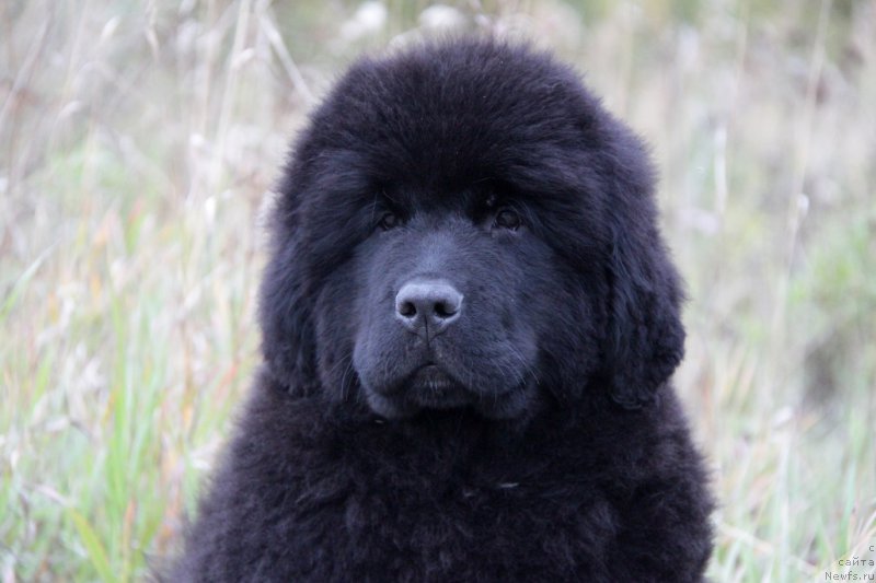 Фото: ньюфаундленд Akvatoriya Kelvin All Kolor Insayd (Акватория Келвин Алл Колор Инсайд)