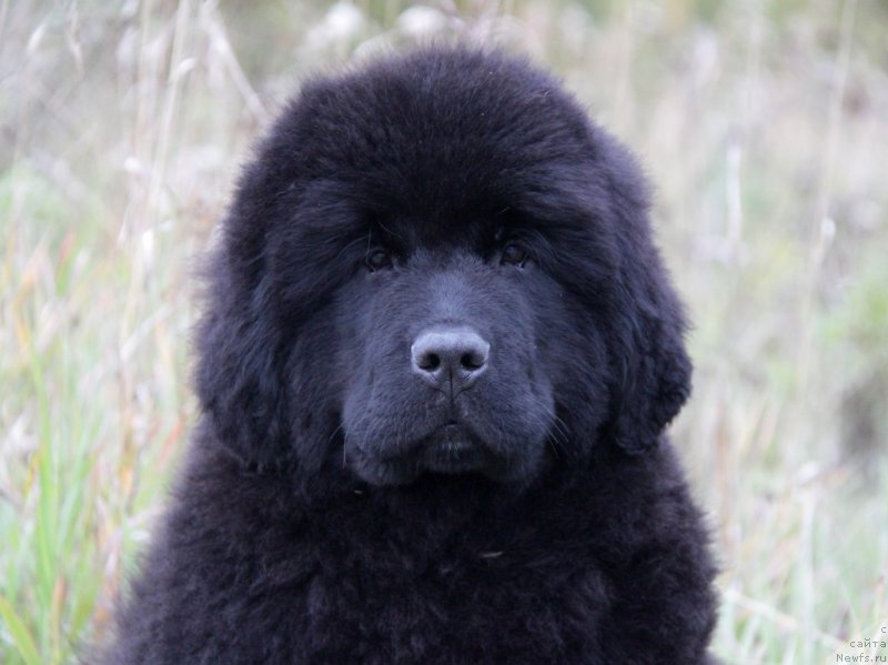 Фото: ньюфаундленд Akvatoriya Kelvin All Kolor Insayd (Акватория Келвин Алл Колор Инсайд)