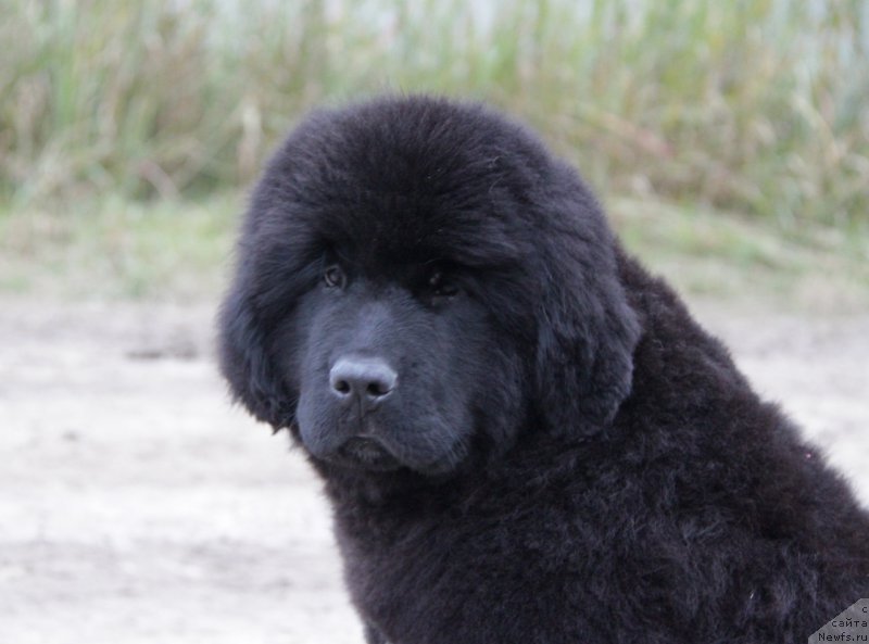 Фото: ньюфаундленд Akvatoriya Kelvin All Kolor Insayd (Акватория Келвин Алл Колор Инсайд)