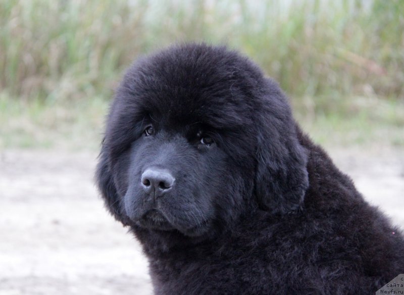 Фото: ньюфаундленд Akvatoriya Kelvin All Kolor Insayd (Акватория Келвин Алл Колор Инсайд)