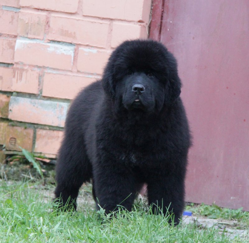 Фото: ньюфаундленд Akvatoriya Kelvin All Kolor Insayd (Акватория Келвин Алл Колор Инсайд)