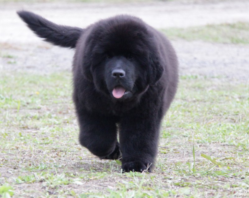 Фото: ньюфаундленд Akvatoriya Kelvin All Kolor Insayd (Акватория Келвин Алл Колор Инсайд)