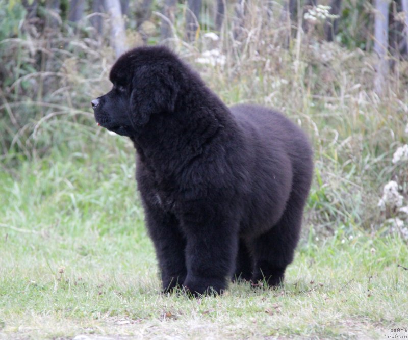 Фото: ньюфаундленд Akvatoriya Kelvin All Kolor Insayd (Акватория Келвин Алл Колор Инсайд)