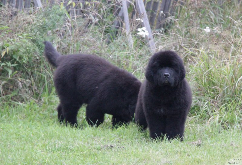 Фото: ньюфаундленд Akvatoriya Kelvin All Kolor Insayd (Акватория Келвин Алл Колор Инсайд)