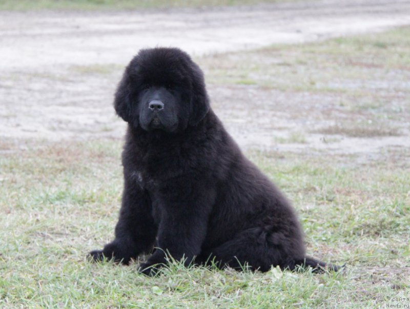 Фото: ньюфаундленд Akvatoriya Kelvin All Kolor Insayd (Акватория Келвин Алл Колор Инсайд)