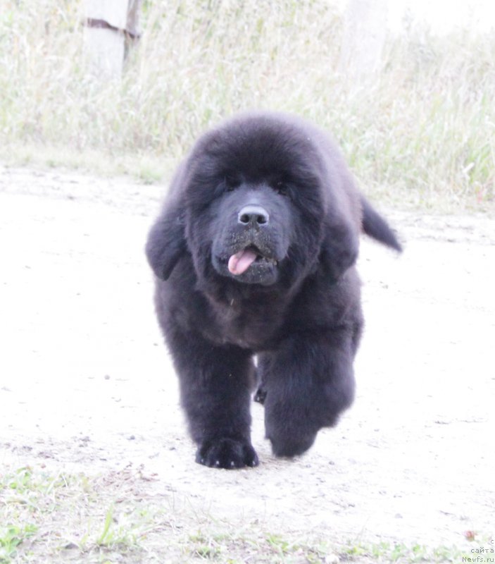 Фото: ньюфаундленд Akvatoriya Kelvin All Kolor Insayd (Акватория Келвин Алл Колор Инсайд)