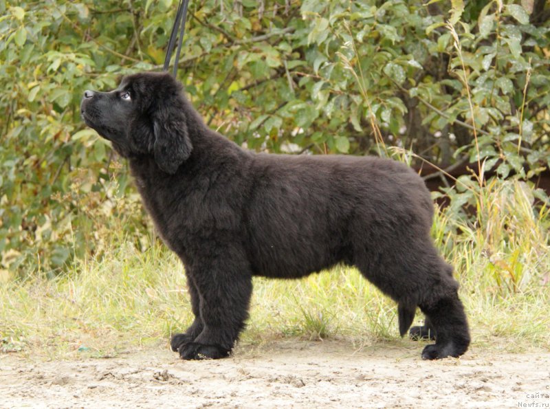 Фото: ньюфаундленд Akvatoriya Kelvin All Kolor Insayd (Акватория Келвин Алл Колор Инсайд)