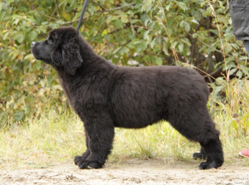 Фото: ньюфаундленд Akvatoriya Kelvin All Kolor Insayd (Акватория Келвин Алл Колор Инсайд)