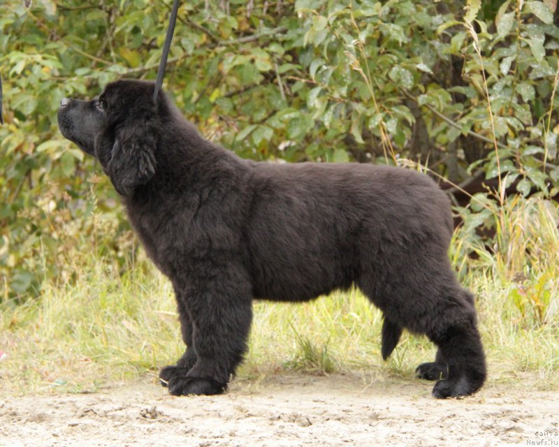 Фото: ньюфаундленд Akvatoriya Kelvin All Kolor Insayd (Акватория Келвин Алл Колор Инсайд)