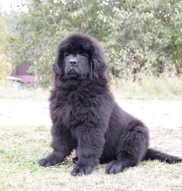 Фото: ньюфаундленд Akvatoriya Kelvin YUgendstil fo Riezrand (Акватория Келвин Югендстил фо Риезранд)