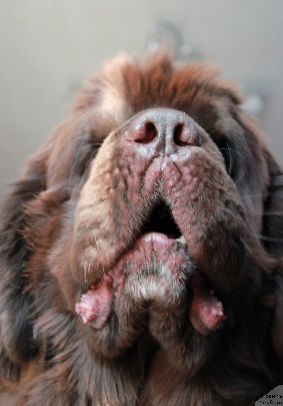 Фото: ньюфаундленд Obush SHed YAntarnyiy Poceluy (Обуш Шед Янтарный Поцелуй)