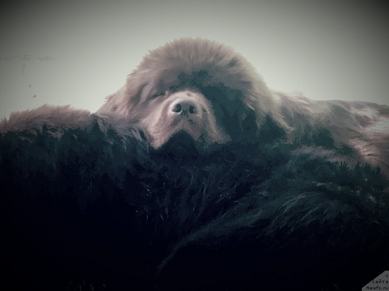 Фото: ньюфаундленд Fann'yuf Jelannaya Madmuazel' SHante Blyuz (Фанньюф Желанная Мадмуазель Шанте Блюз), ньюфаундленд Fann'yuf Tinkerbel' Skazochnaya Princessa (Фанньюф Тинкербель Сказочная Принцесса)