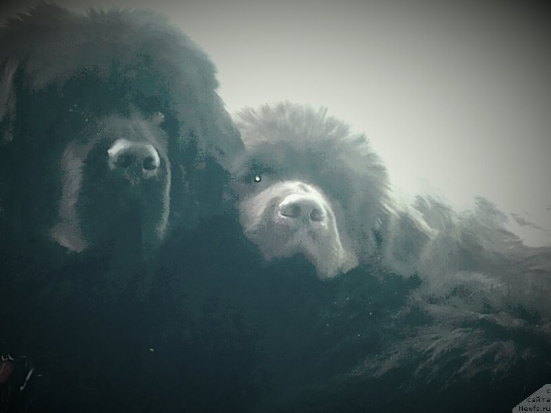 Фото: ньюфаундленд Fann'yuf Tinkerbel' Skazochnaya Princessa (Фанньюф Тинкербель Сказочная Принцесса), ньюфаундленд Fann'yuf Jelannaya Madmuazel' SHante Blyuz (Фанньюф Желанная Мадмуазель Шанте Блюз)