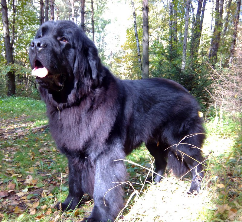 Фото: ньюфаундленд Chernyj Chank s Berega Dona (Черный Чанк с Берега Дона)