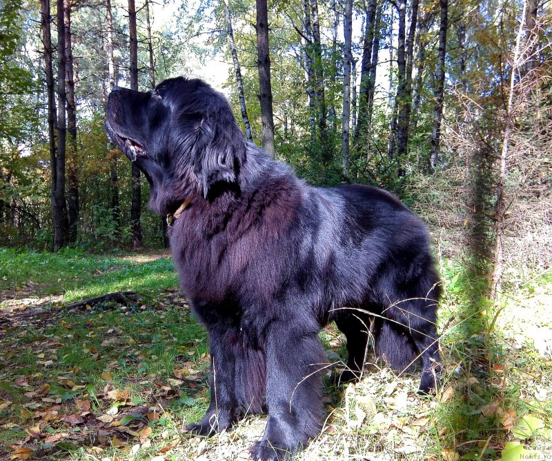 Фото: ньюфаундленд Chernyj Chank s Berega Dona (Черный Чанк с Берега Дона)
