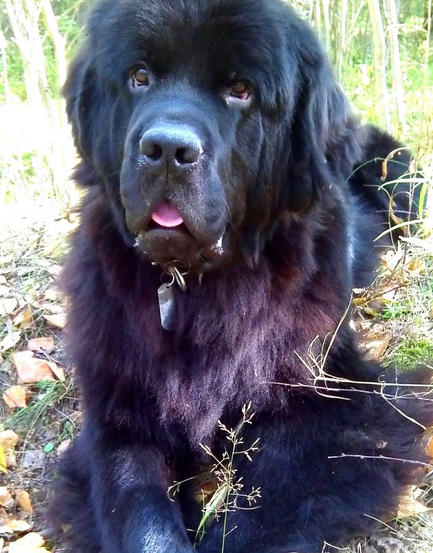 Фото: ньюфаундленд Chernyj Chank s Berega Dona (Черный Чанк с Берега Дона)