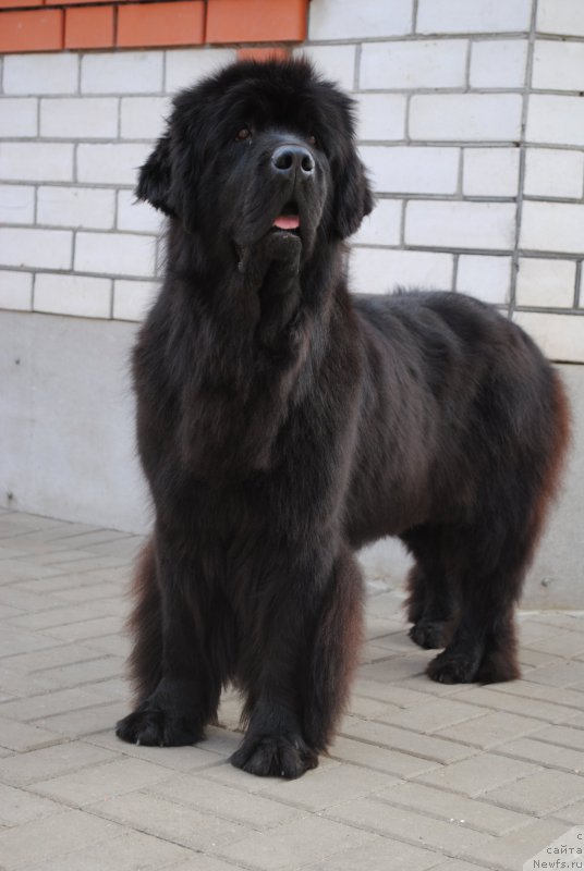 Фото: ньюфаундленд Slavjanka s Berega Dona (Славянка с Берега Дона)