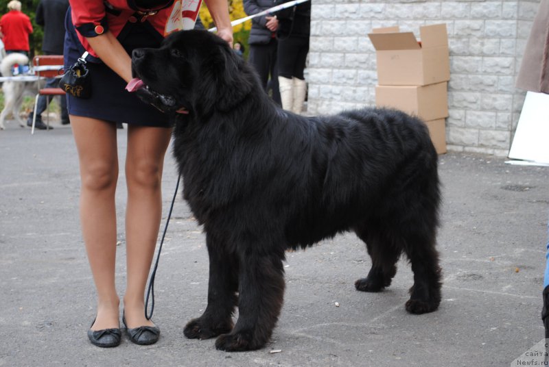 Фото: ньюфаундленд Jguchiy Bryunet (Жгучий Брюнет)
