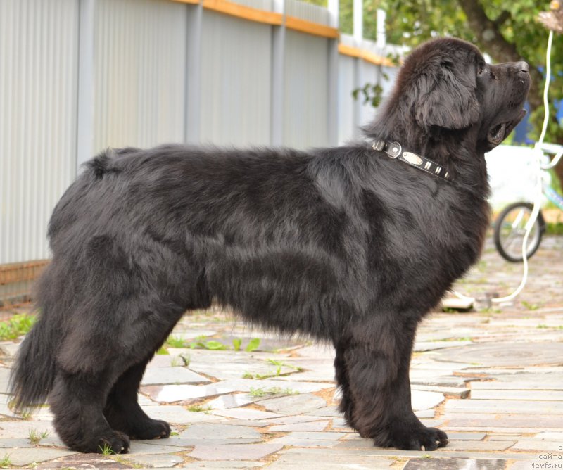 Фото: ньюфаундленд Smigar Akvamarin Blyek King (Смигар Аквамарин Блэк Кинг)