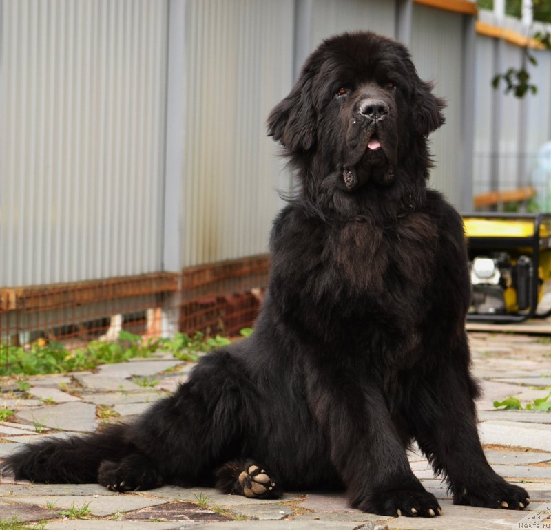 Фото: ньюфаундленд Smigar Akvamarin Blyek King (Смигар Аквамарин Блэк Кинг)