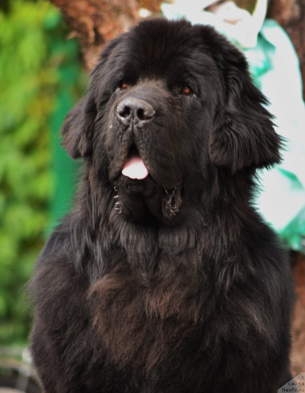 Фото: ньюфаундленд Smigar Akvamarin Blyek King (Смигар Аквамарин Блэк Кинг)