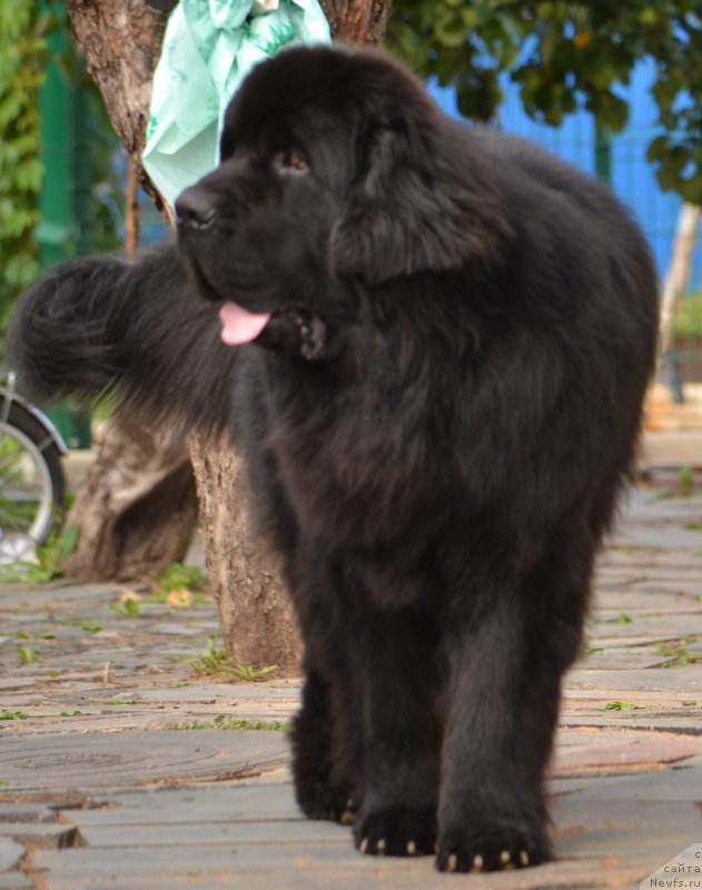 Фото: ньюфаундленд Smigar Akvamarin Blyek King (Смигар Аквамарин Блэк Кинг)