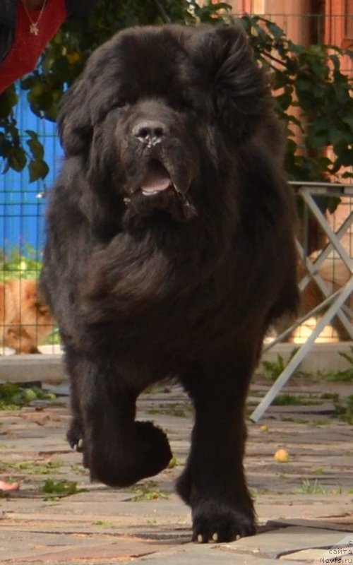 Фото: ньюфаундленд Smigar Akvamarin Blyek King (Смигар Аквамарин Блэк Кинг)