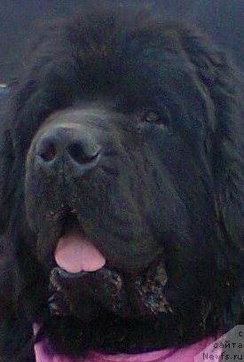 Фото: ньюфаундленд Smigar Akvamarin Blyek King (Смигар Аквамарин Блэк Кинг)