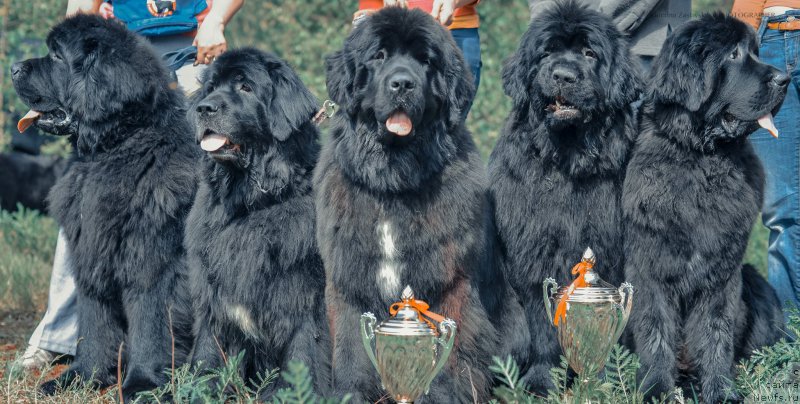 Фото: ньюфаундленд Smigar Gordon Fellow (Смигар Гордон-Феллоу), ньюфаундленд Smigar Jezella de lya Roze (Смигар Жезелла де ля Розе), ньюфаундленд Smigar Love Story (Смигар Лав Стори), ньюфаундленд Smigar Galaxsy Shall Win (Смигар Галакси Шелл Вин), ньюфаундленд Smigar Legenda Vesny (Смигар Легенда Весны)