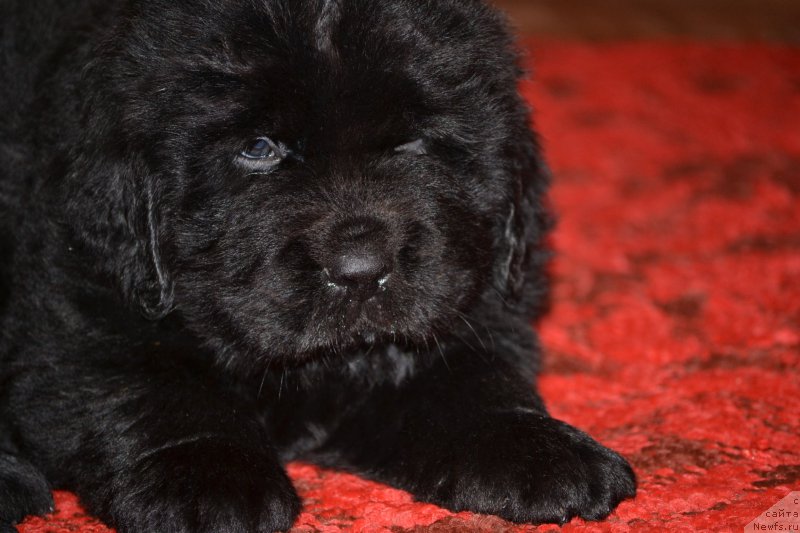 Фото: ньюфаундленд Skarlet O'Hara (Скарлет О'Хара)