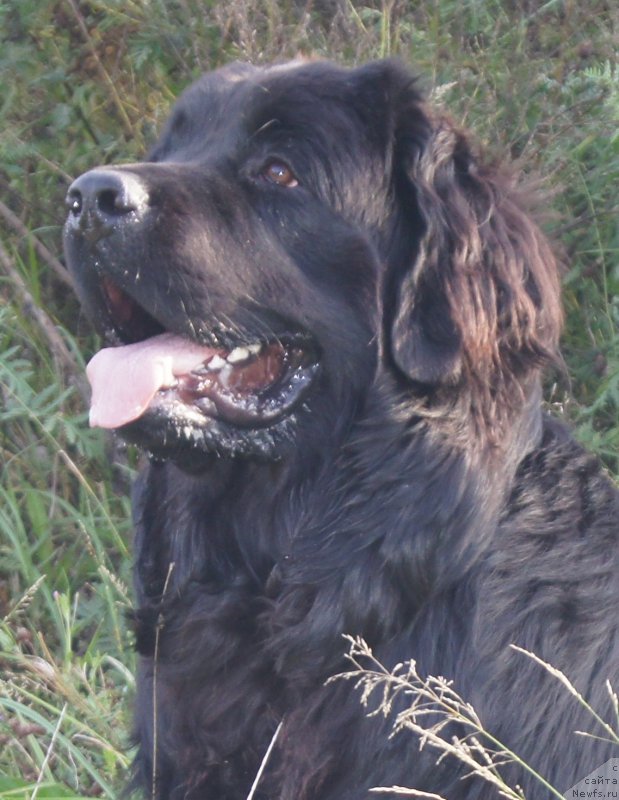 Фото: ньюфаундленд Valmond Pobeditel (Валмонд Победитель)