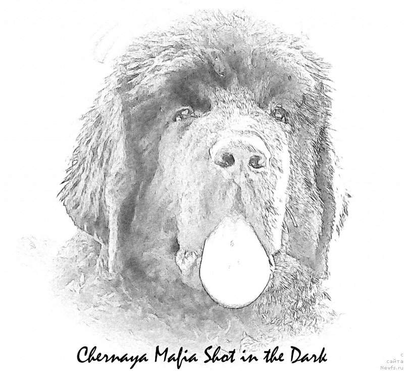 Фото: ньюфаундленд Chernaya Mafia Shot in the Dark (Черная Мафия Шот ин тхе Дарк)