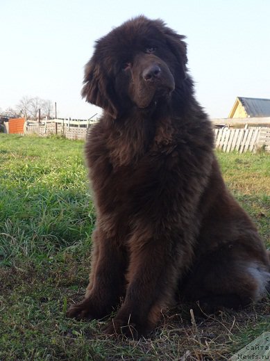 Фото: ньюфаундленд N'yufort YUnika (Ньюфорт Юника)