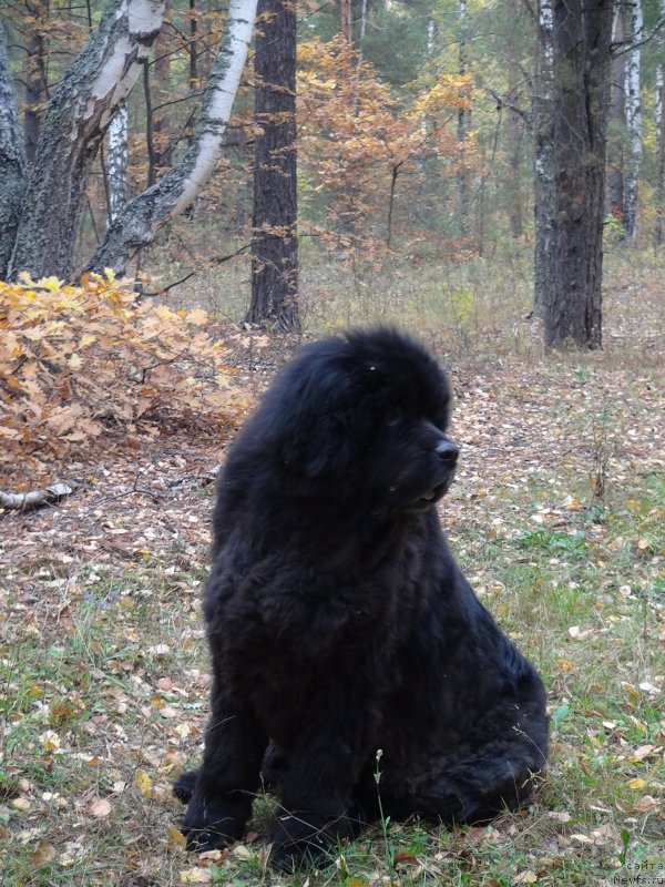 Фото: ньюфаундленд Andjel Viktorius (Анджел Викториус)