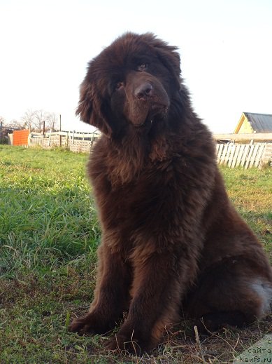 Фото: ньюфаундленд N'yufort YUnika (Ньюфорт Юника)