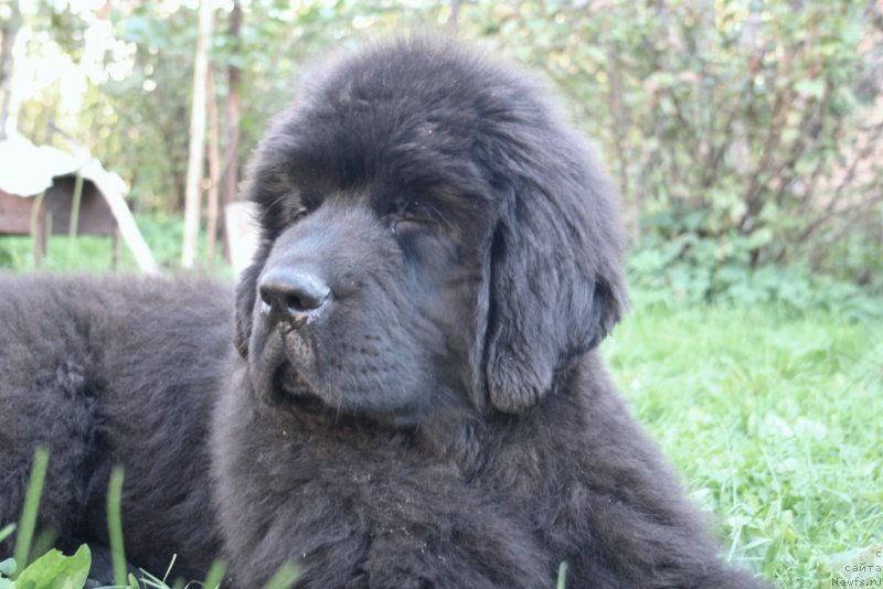 Фото: ньюфаундленд Chernaya Mafia Shengen Visa (Черная Мафия Шенген Виза)