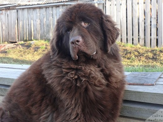 Фото: ньюфаундленд N'yufort YUnika (Ньюфорт Юника)