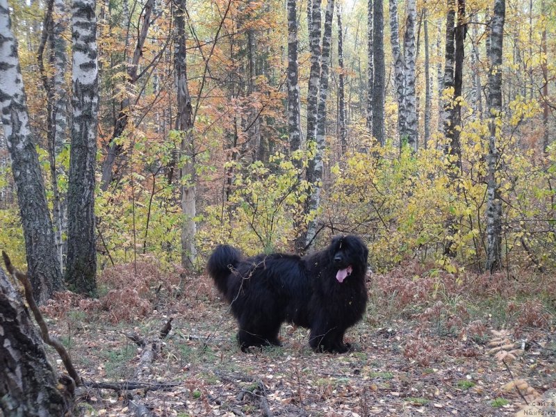 Фото: ньюфаундленд Baryishnya (Барышня)
